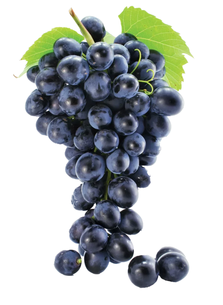 Pepinieres Depond Vignoble Loir Et Cher Vente De Cepage Genouillet 1