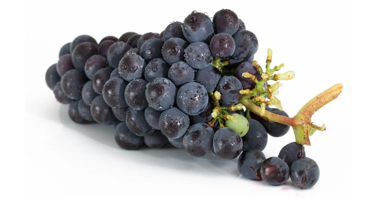 Pepinieres Depond Vignoble Loir Et Cher Vente De Plants De Vigne De Genouillet Dans Le Cher 1 1