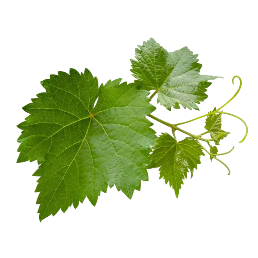 Pepinieres Depond Vignoble Loir Et Cher Vignes 1